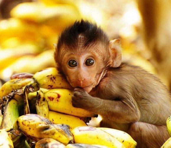 组图超萌可爱的动物宝宝照片看完保证爱上它们