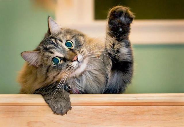 上课举手回答问题的喵星人们,你们也太积极了吧