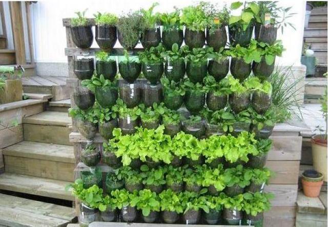 "它"是天然的花盆,喝完饮料"瓶子"留下,教你做一面花墙