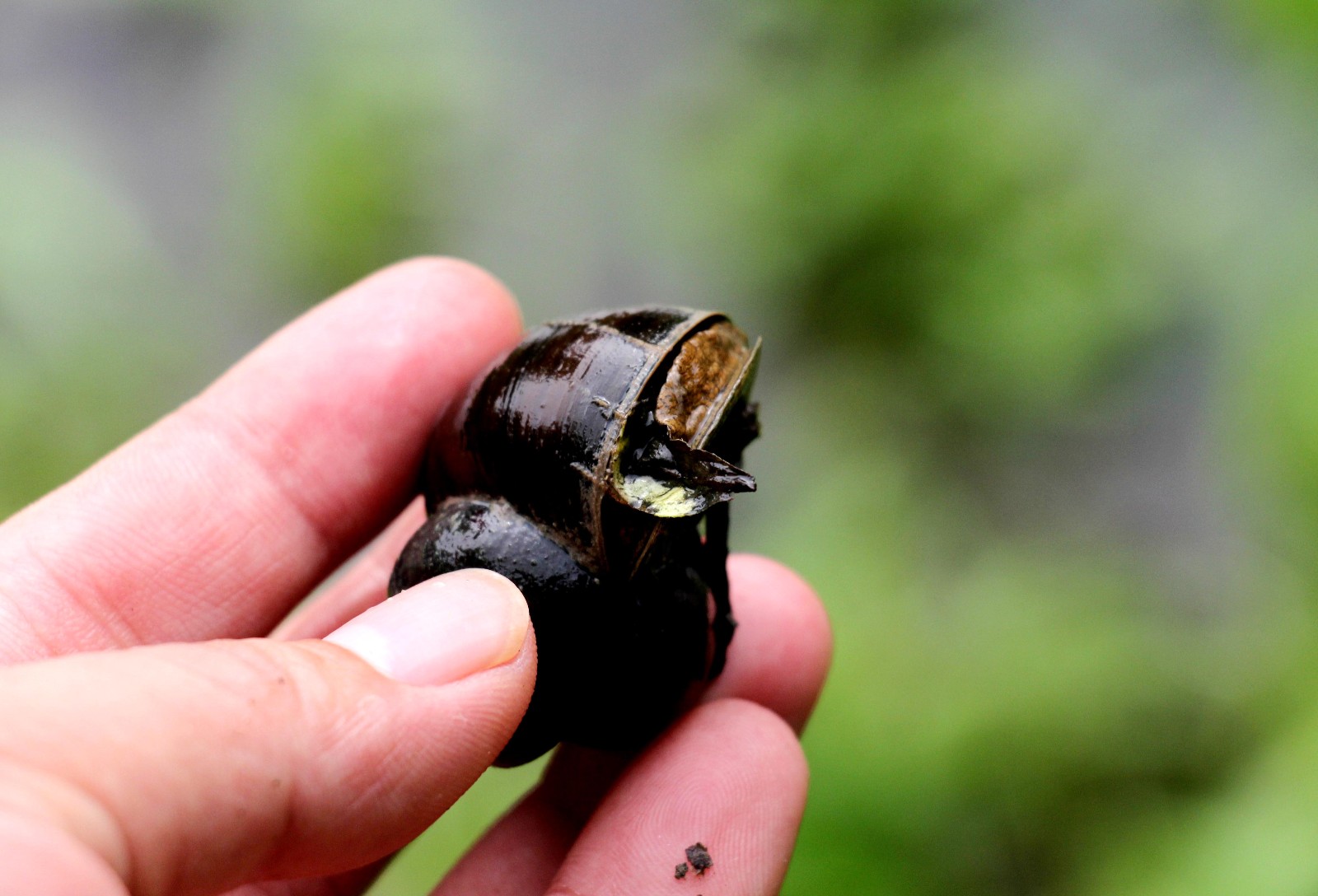 暴雨过后,一帮农民到河边逮野味卖,一会能挣近百元|田螺|野味|暴雨