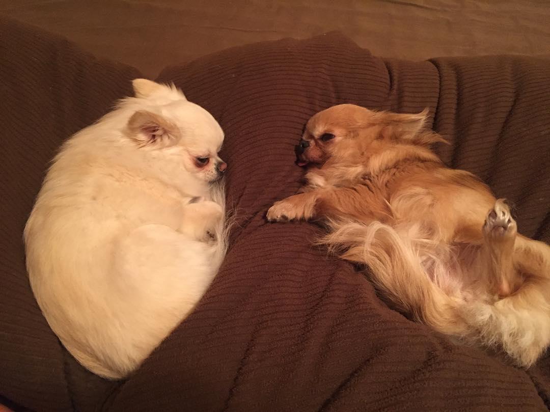 超萌吉娃娃"沉没式昏睡", 爆笑表情完全就是早上爬不起来的你!