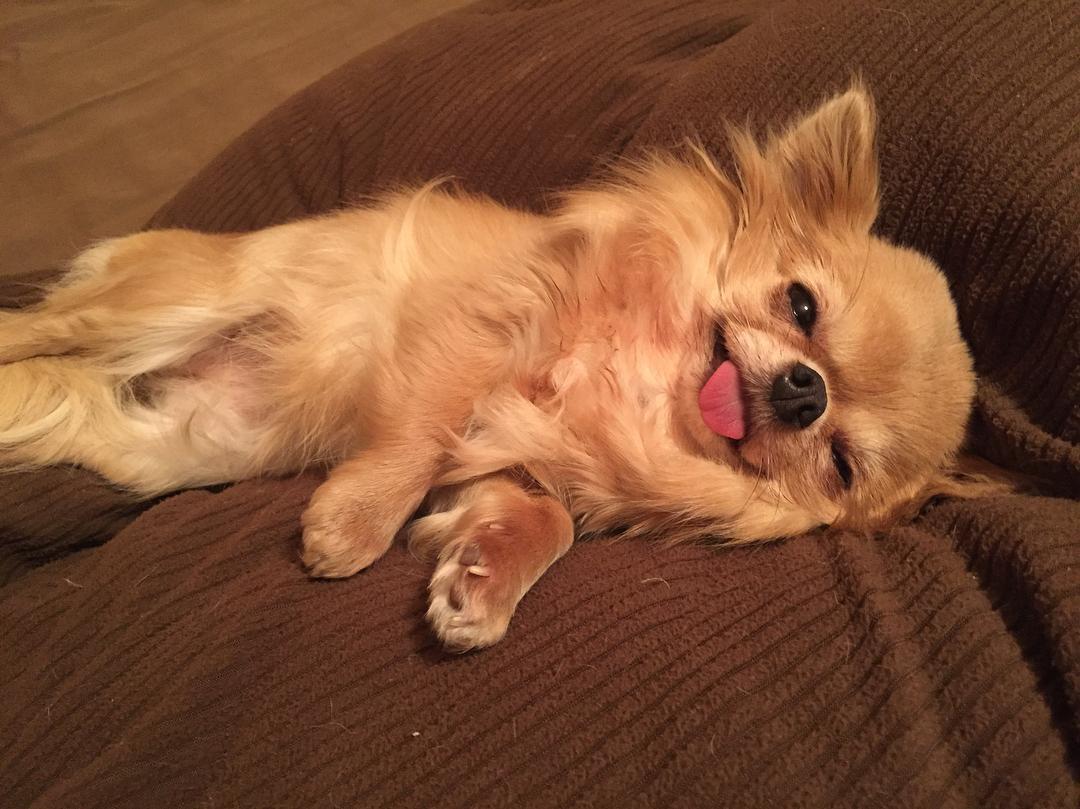 超萌吉娃娃"沉没式昏睡", 爆笑表情完全就是早上爬不起来的你!