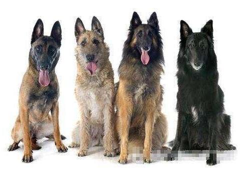 比利时牧羊犬,分为四个种类,各有各的特点