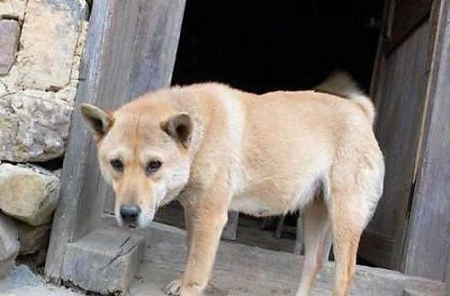 为什么土狗身强体壮,却普遍寿命不长,原因真的令人心酸!