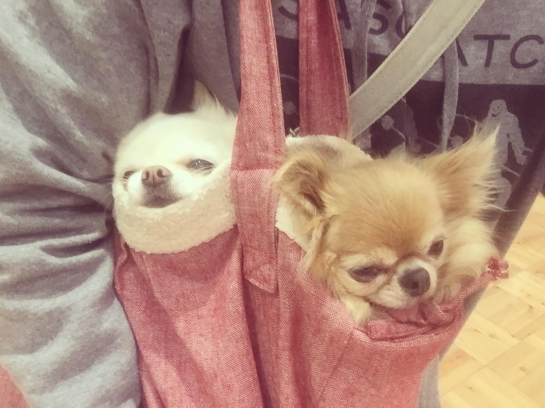 超萌吉娃娃"沉没式昏睡", 爆笑表情完全就是早上爬不起来的你!