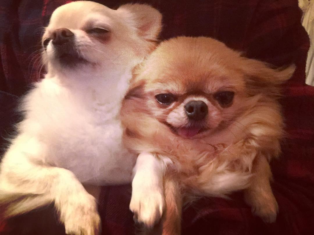 超萌吉娃娃"沉没式昏睡", 爆笑表情完全就是早上爬不起来的你!