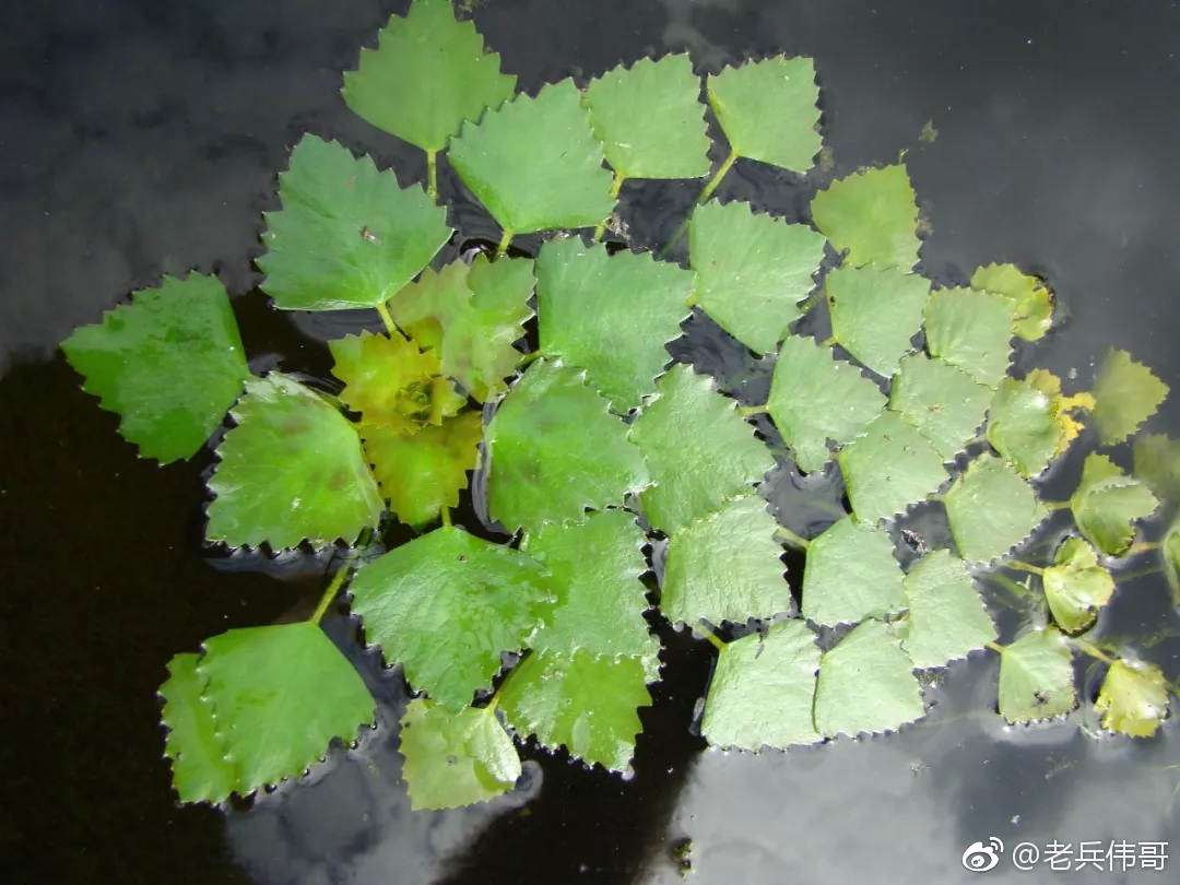 秋风起,菱角香——江南老家德清河网密布,时近中秋,又到了菱角成熟