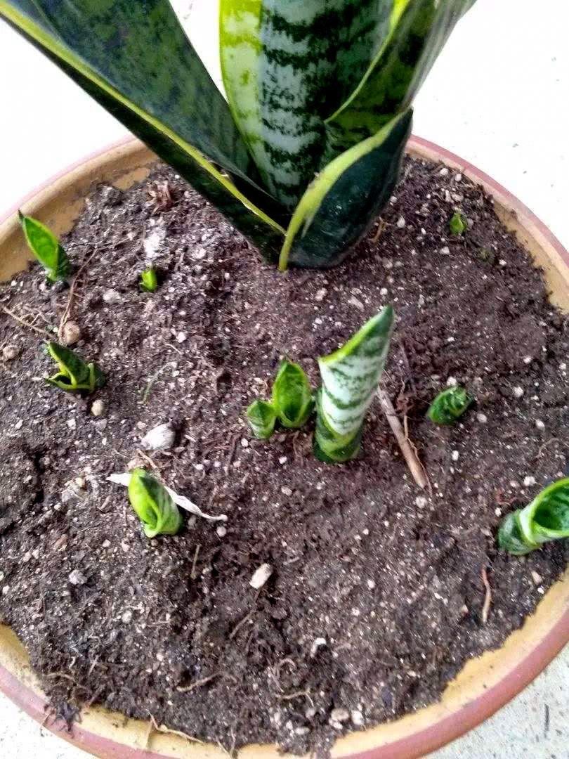 养虎皮兰,这种水7天浇一次,叶子亮又绿,边开花边长芽!
