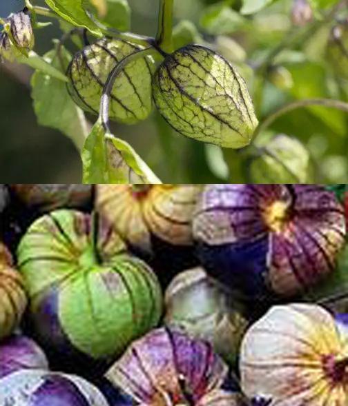 食荐|含羞的姑娘果你吃过么