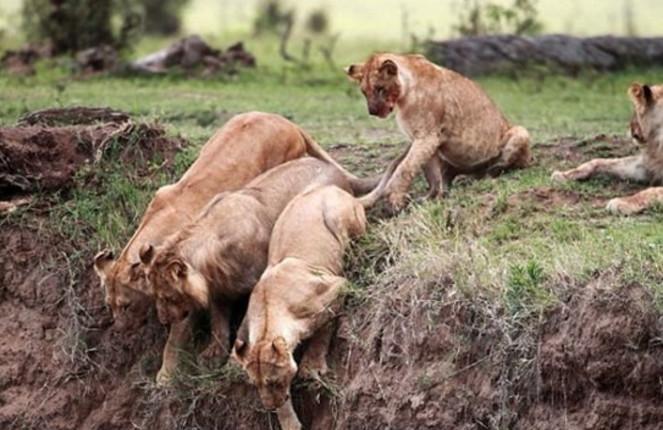 幼师不慎掉落山崖, 狮子妈妈的举动让人敬佩