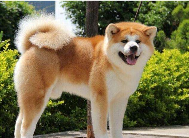 日本最大的狐狸犬种!被誉为国犬,但在中国很多城市竟是禁养犬