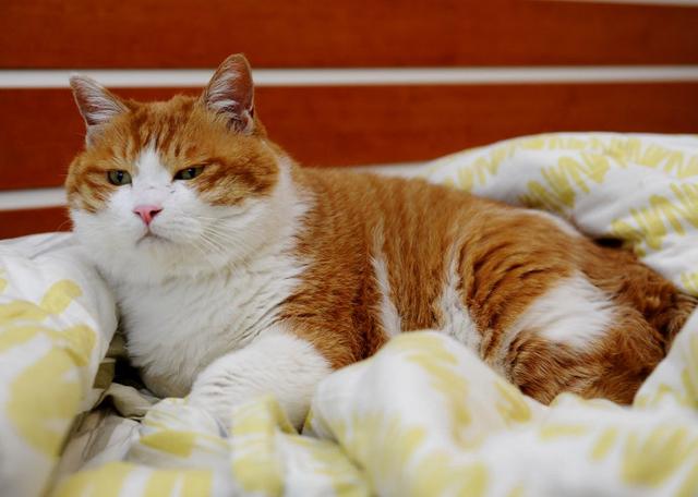 橘猫被主人压倒,挤得脸都变形,猫咪:想害朕立刻处死