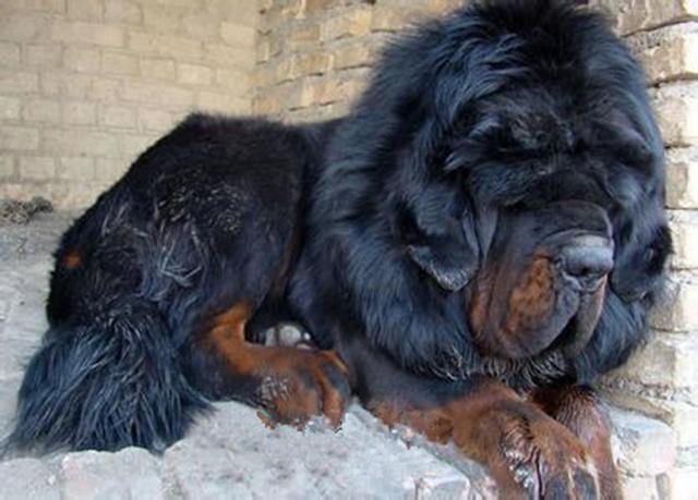 犬界四怪,猪獒,陕罗,驴青,锤牧