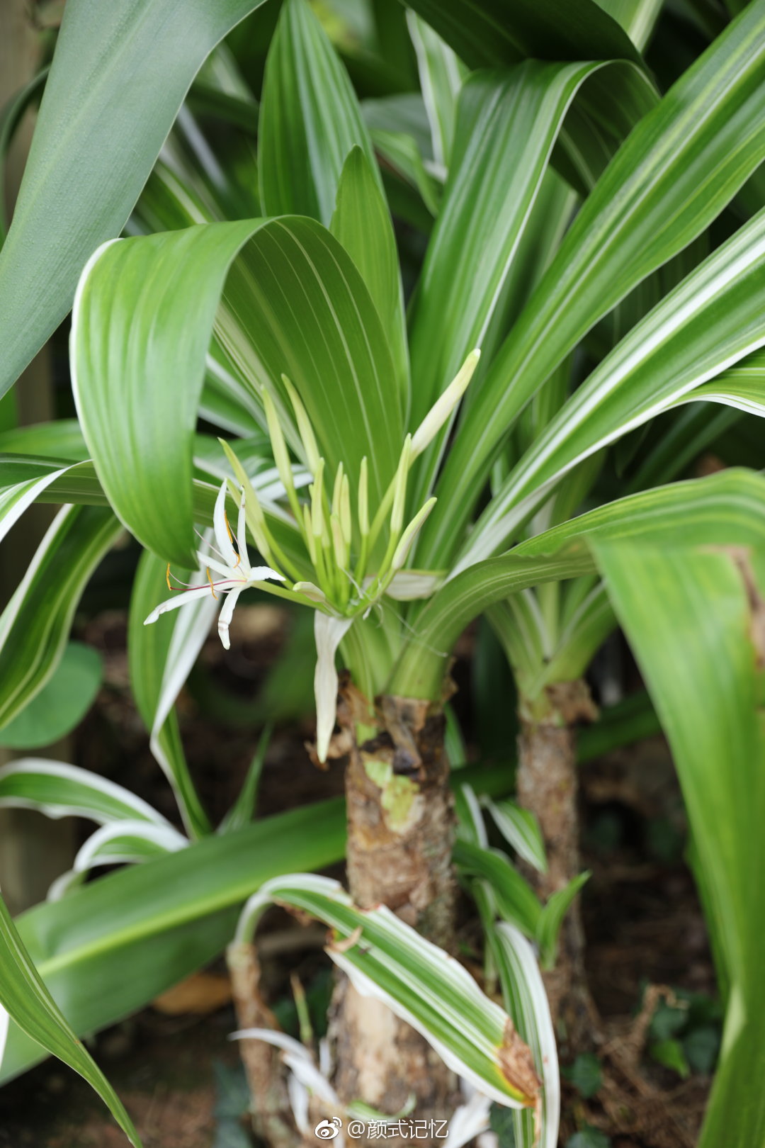 与君同行夫妇之爱一一文殊兰花十八学士