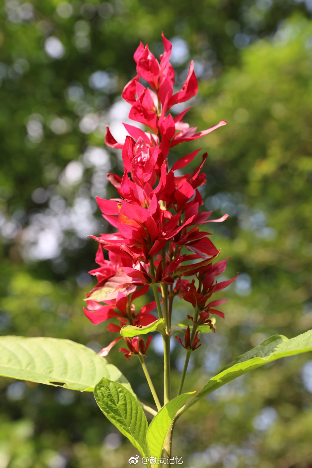 用我的热情抚平你受伤的心一一火焰花|华南植物园|火焰|拍摄_新浪新闻