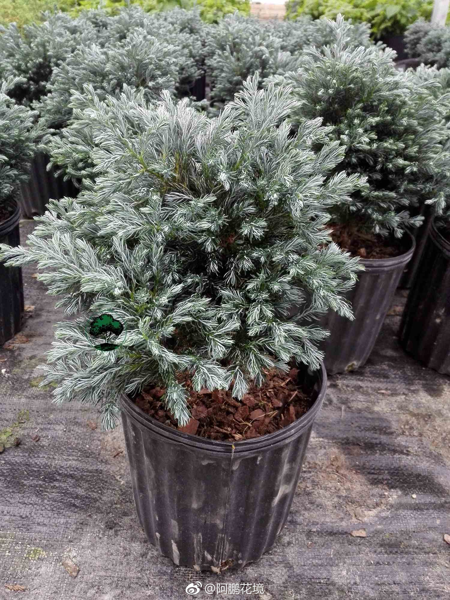 蓝湖柏boulevardcypress又名蓝色波多瓦尔花柏