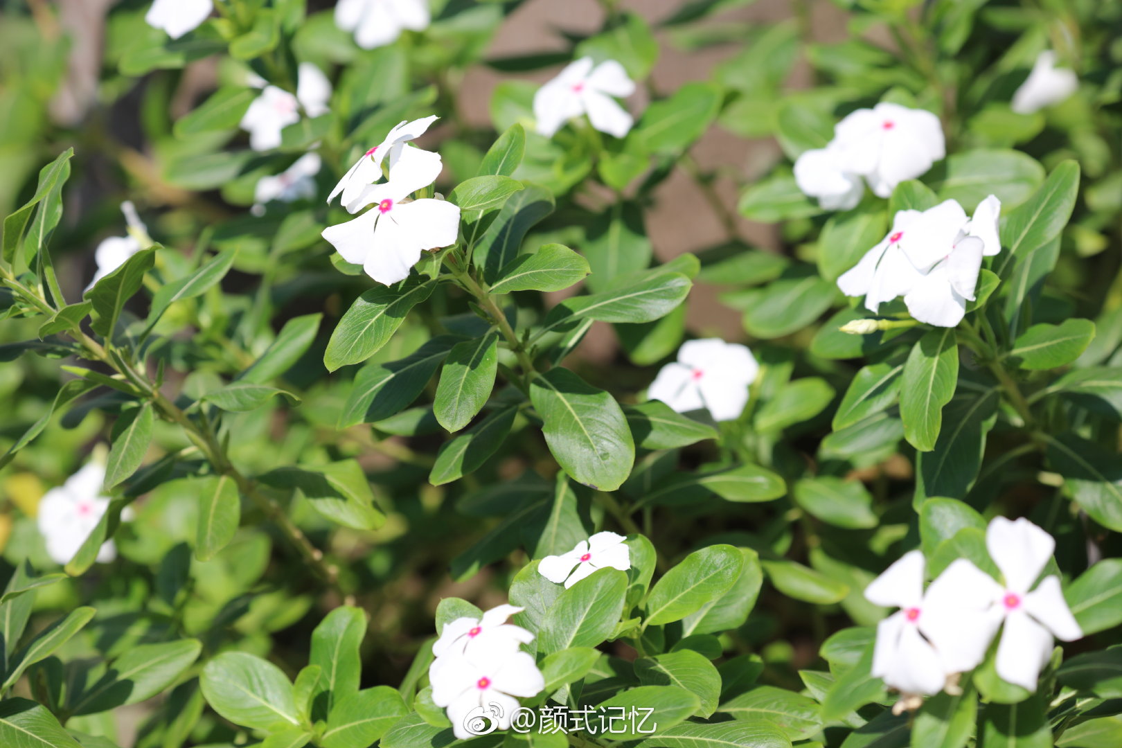 纯洁坚贞青春常在一一白长春花日日春四季梅