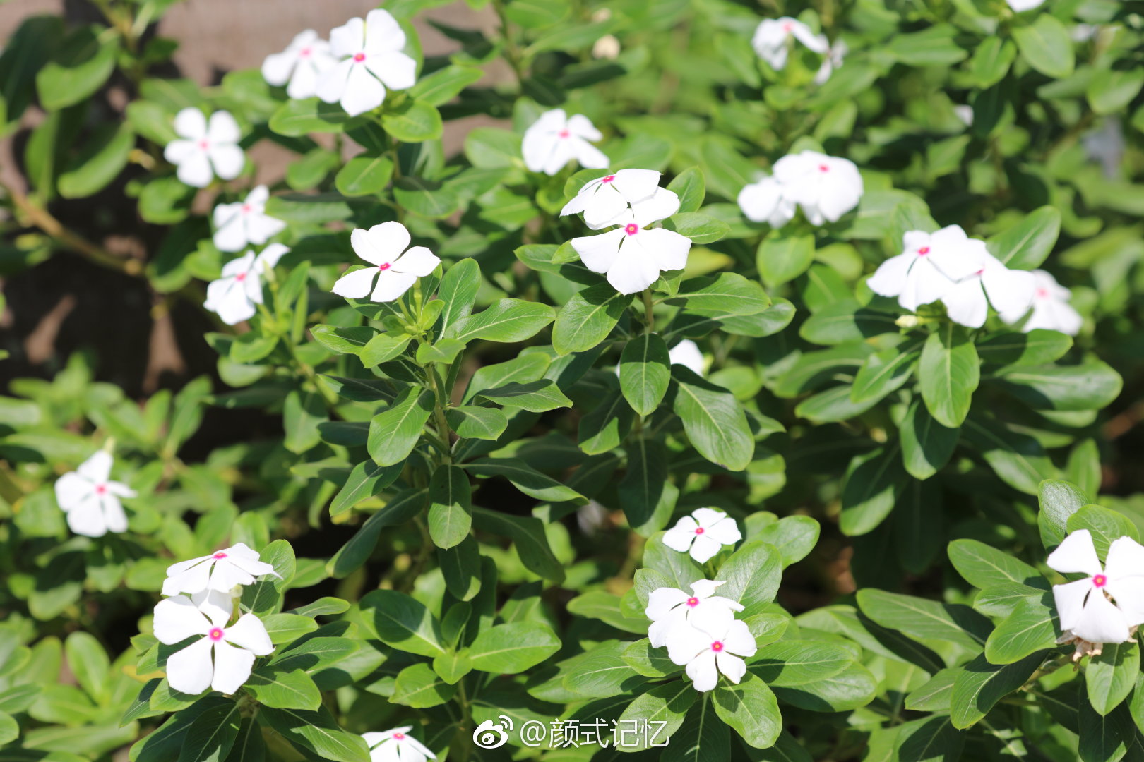 纯洁坚贞青春常在一一白长春花日日春四季梅