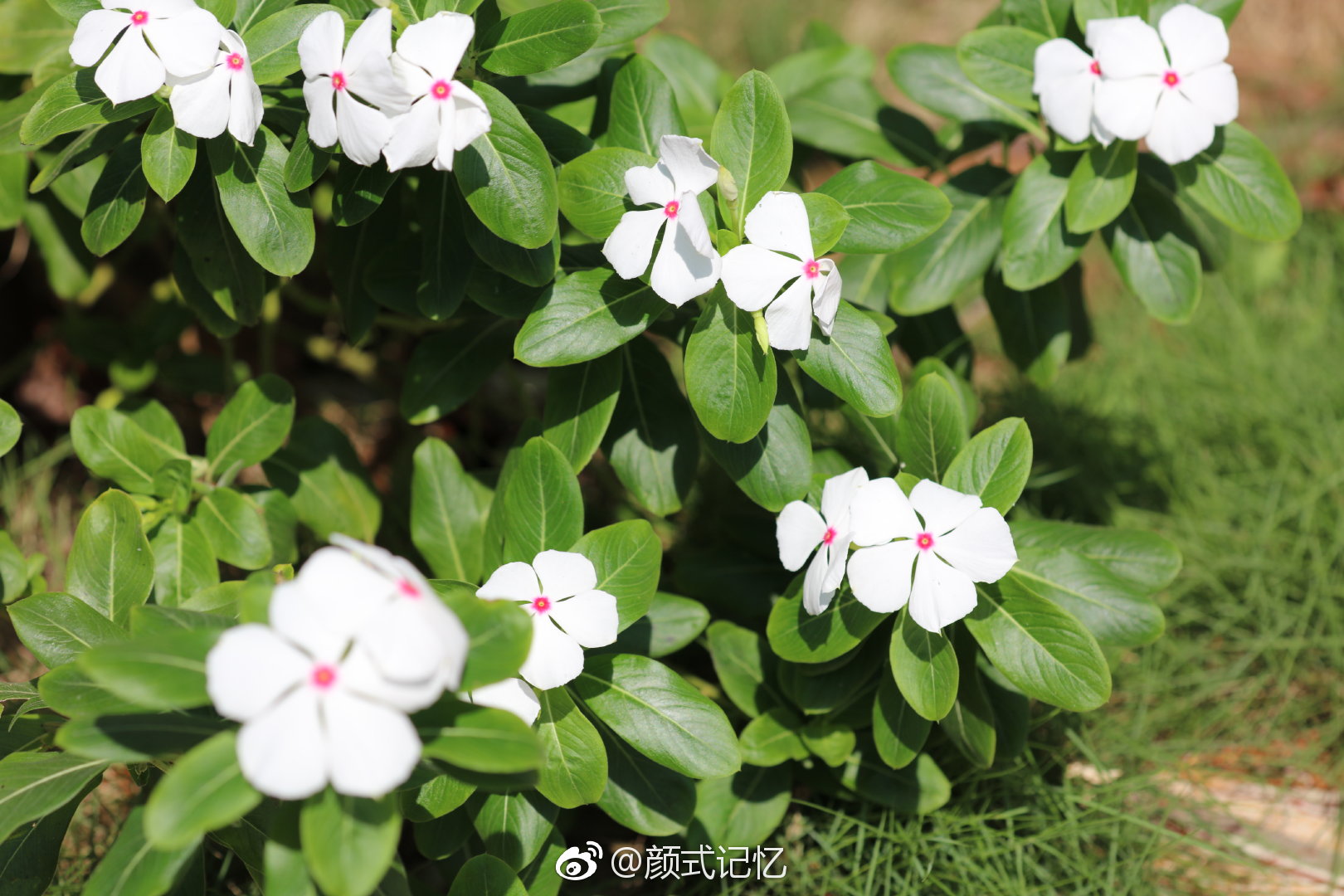 纯洁坚贞青春常在一一白长春花日日春四季梅