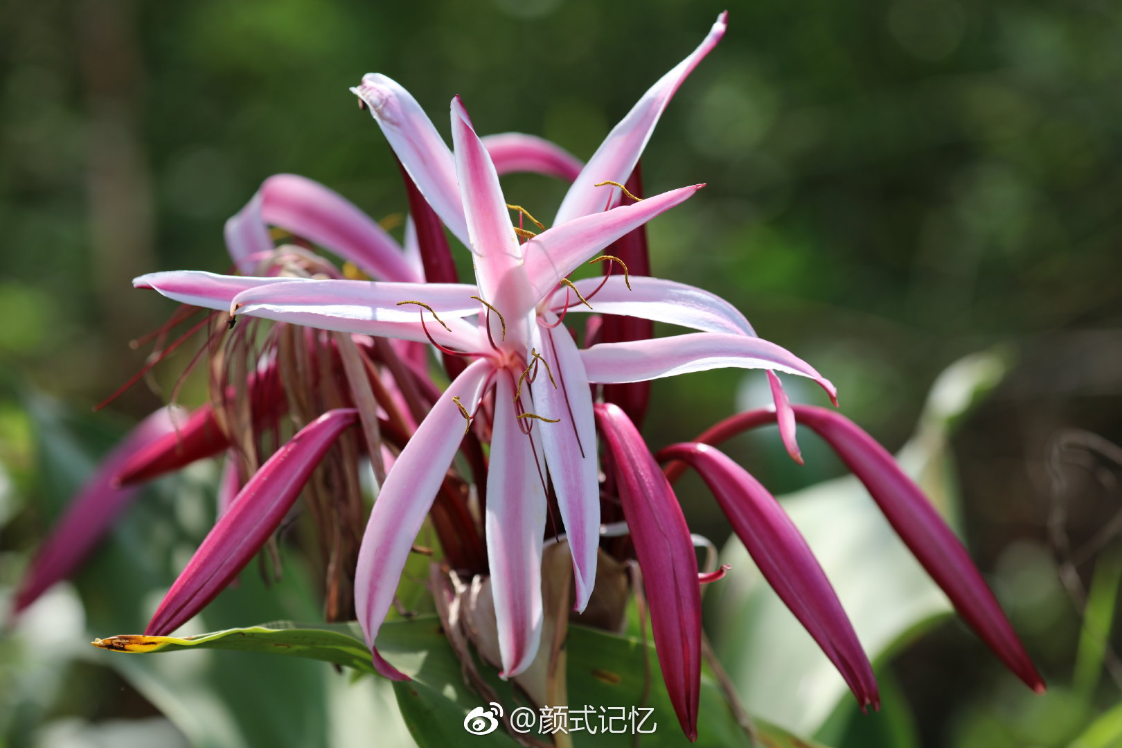 与君同行夫妇之爱一一文殊兰花十八学士