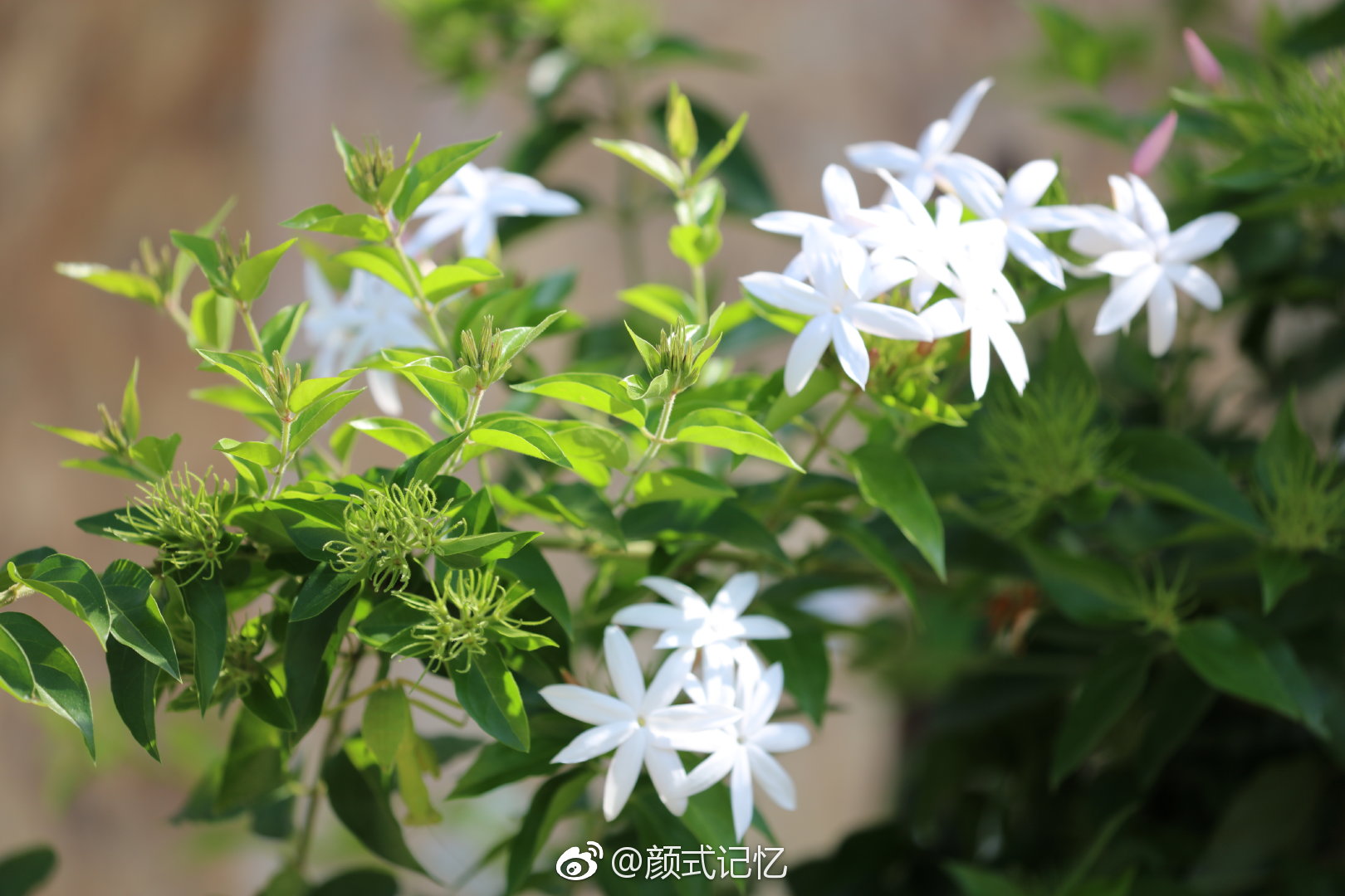 和蔼可亲洁白淡雅一一白素馨花白金银花拍摄于越南下龙湾