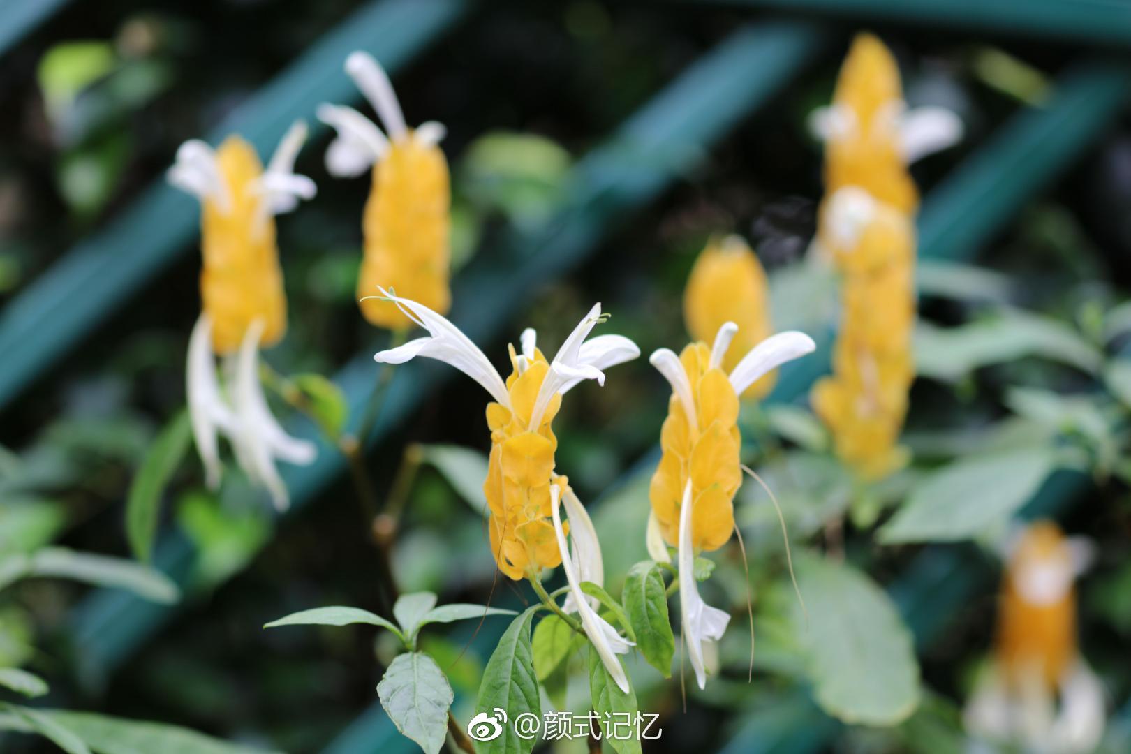 百年好合 飞黄腾达一一金苞花(金包银)|包银|百年好合|华南植物园
