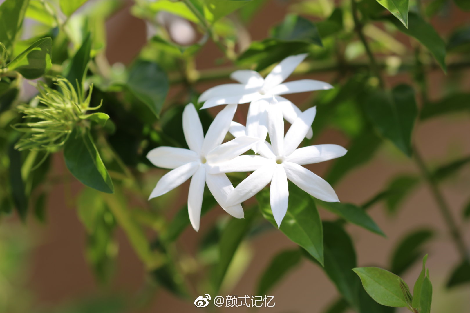 和蔼可亲洁白淡雅一一白素馨花白金银花拍摄于越南下龙湾