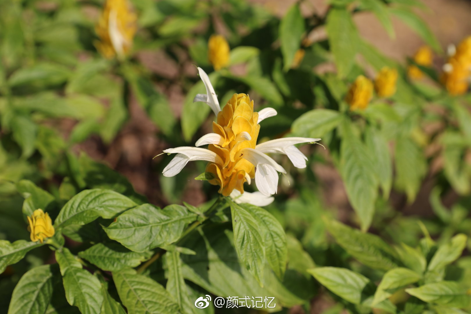 百年好合 飞黄腾达一一金苞花(金包银)|包银|百年好合|华南植物园