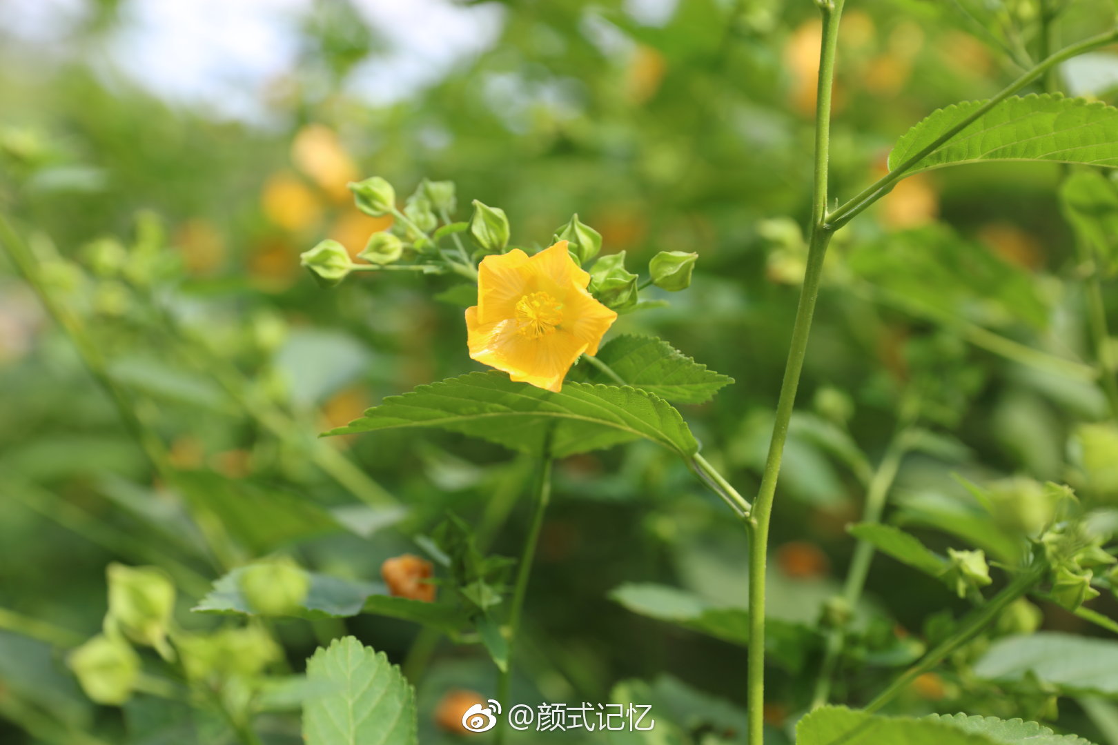 小金花未查实花名网查都是几十厘米高的小植物