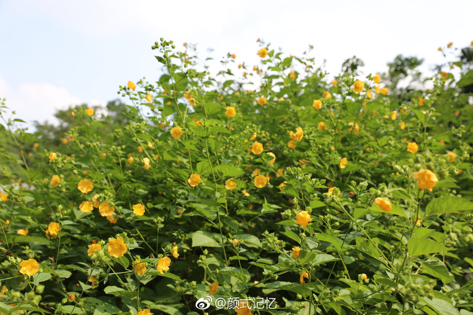 小金花未查实花名网查都是几十厘米高的小植物