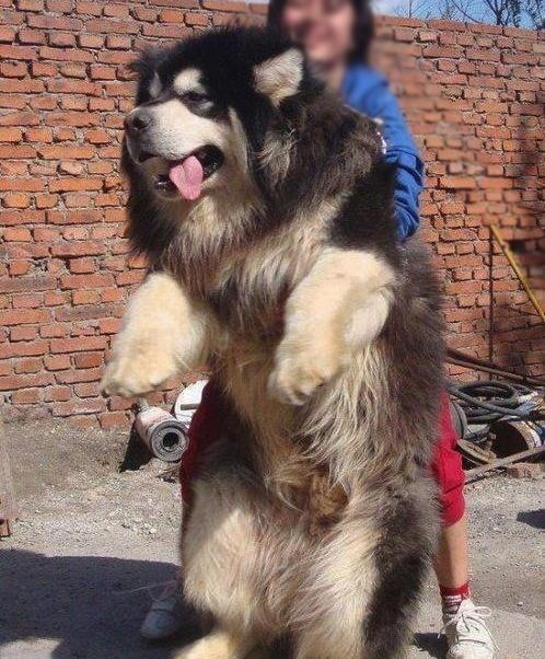 藏獒是否是北美灰狼的对手?藏獒能否战胜狮子和老虎?