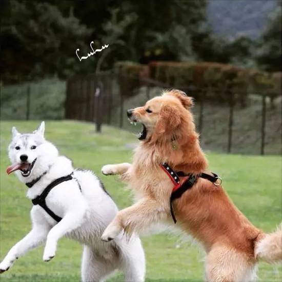 金毛遇上哈士奇,画风一不小心就被带歪,笑翻了