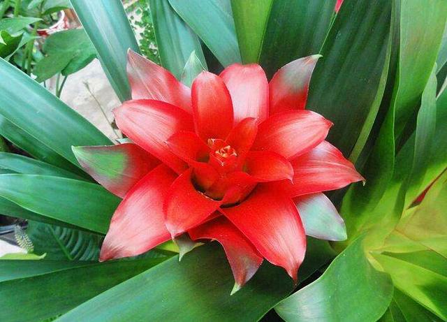 彩苞凤梨真好看养殖方法简单赶紧动手来一盆吧