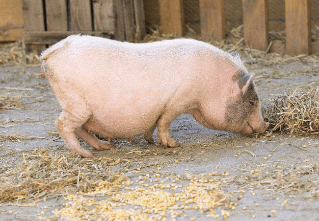 农村经常看到有人专门收购老母猪目的是什么今天总算弄清楚了