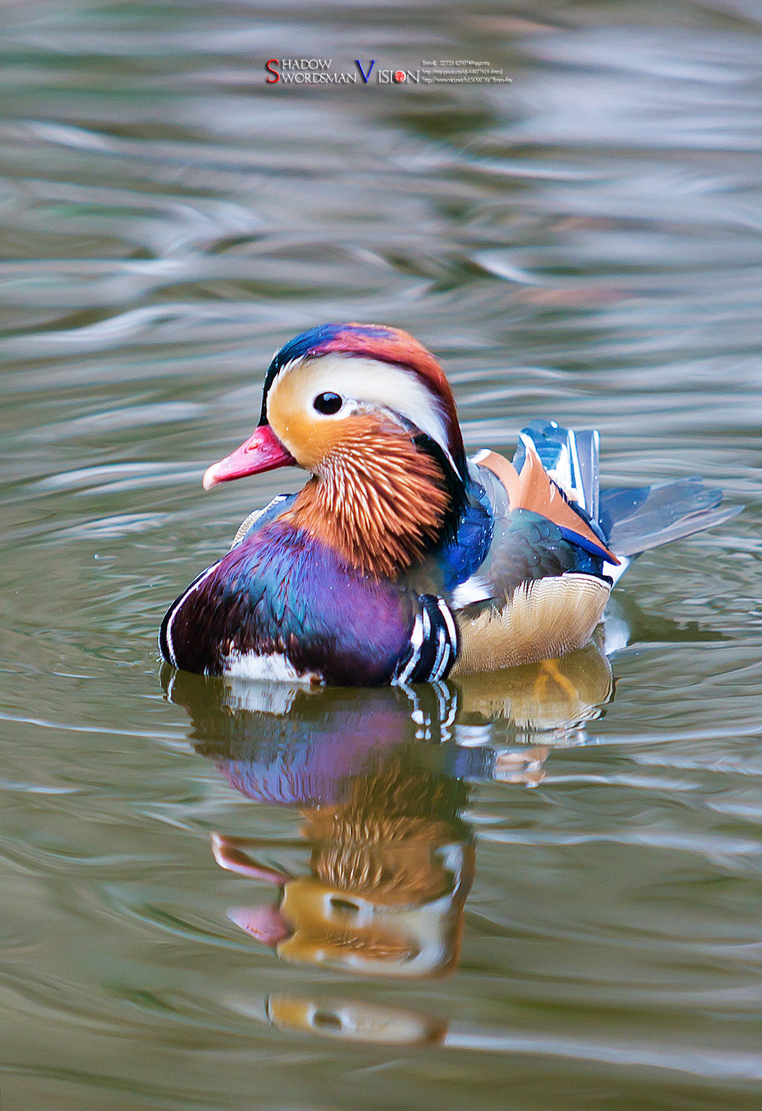 有一种色彩叫五彩,有一种水鸟叫鸳鸯;当二者合一,你会发现
