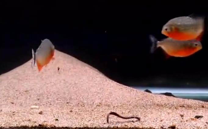 男子把水蛭丢进食人鱼里,食人鱼惊人的反应速度,让他目瞪口呆!