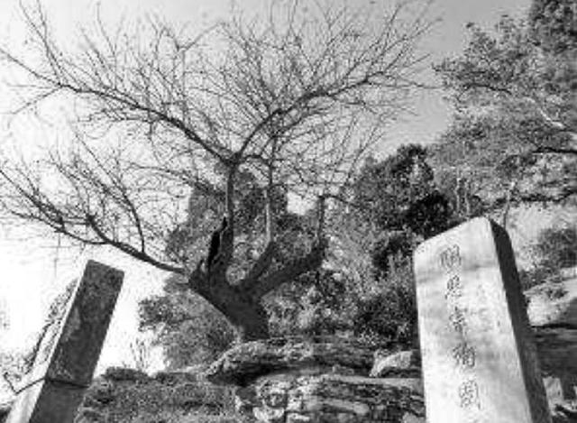 三百多年过去了,崇祯皇帝上吊的那棵歪脖子树现在还在吗?