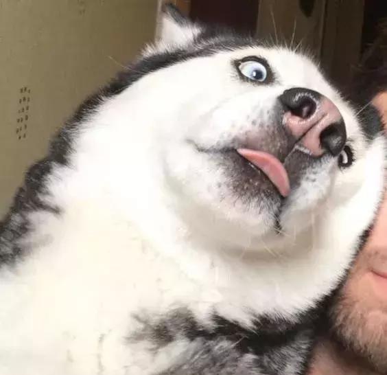 狗比人红是种什么体验?英国一网红人还没怎么红,家里二哈先红了