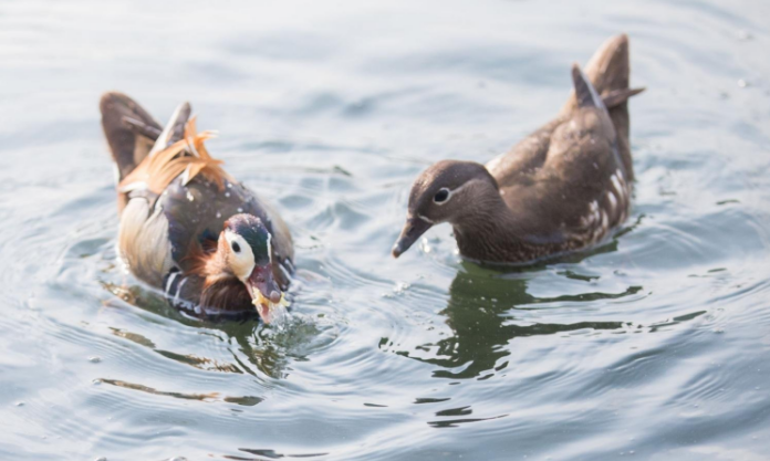 两只鸳鸯吃得最多,一个鸡蛋饼近一半都喂给了它们.