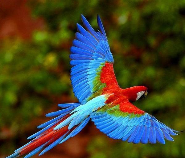 地球上10大智慧最高的动物, 鲸鱼第十, 老鼠第四, 大象第二