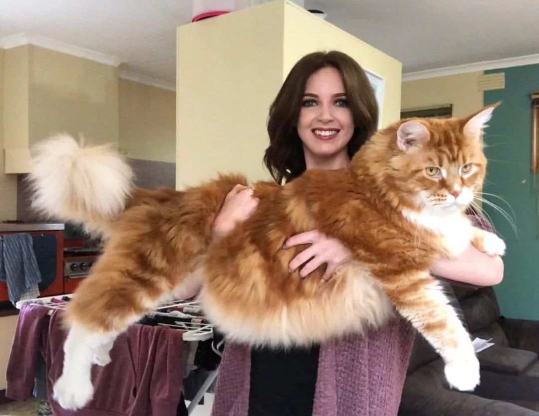 宠物猫中个头最大的喵星人能吃能干又好看的缅因猫