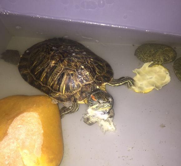 女孩养了两只巴西龟, 今早发现只剩下一只龟一张壳, 可怕的乌龟