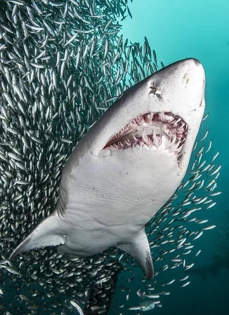 虎鲨遭遇"鱼卷风" 被无数小鱼围成的巨大漩涡包裹