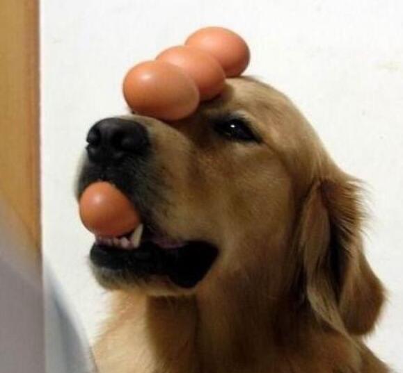 又是别人家的狗,这只狗狗的绝活——顶蛋蛋!