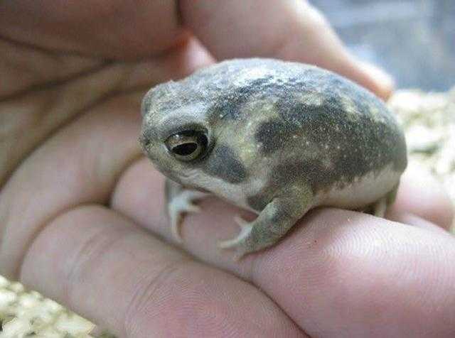 青蛙界的叛徒, 不仅小时候不是蝌蚪而且还不会游泳, 样子还很萌