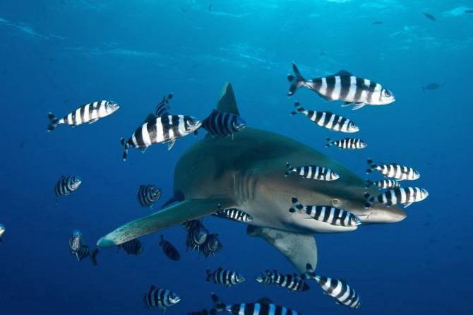 但是从某种意义上来说,开发人员就像跟随鲨鱼捕食的领航鱼.