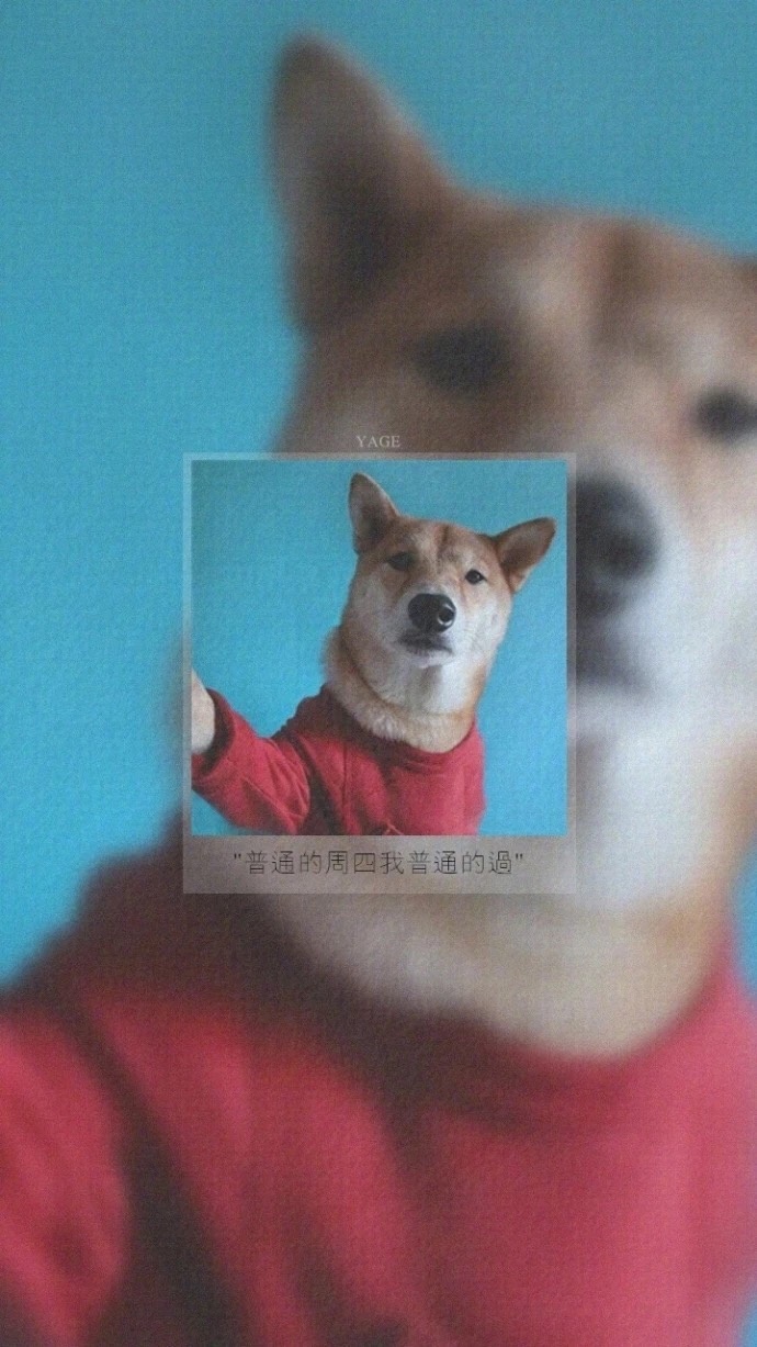 一组单身贵族狗送给你