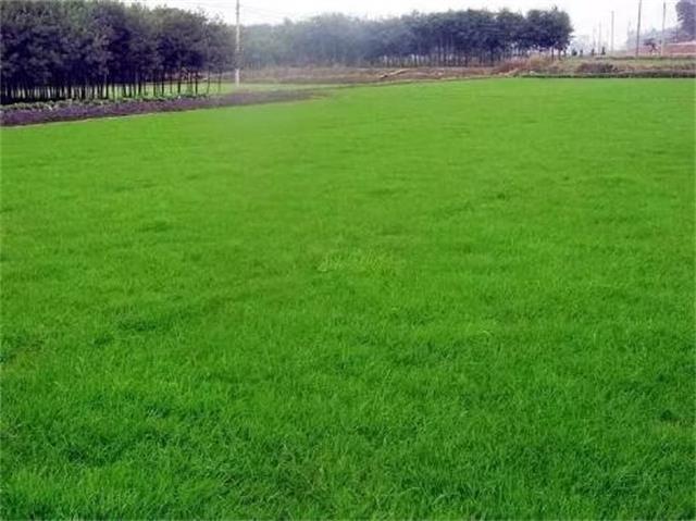 别名:大叶油草,巴西地毯草,英文名:carpetgrass.