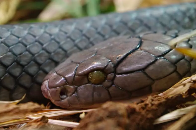 世界上最毒的10种动物眼镜王蛇只能排第二