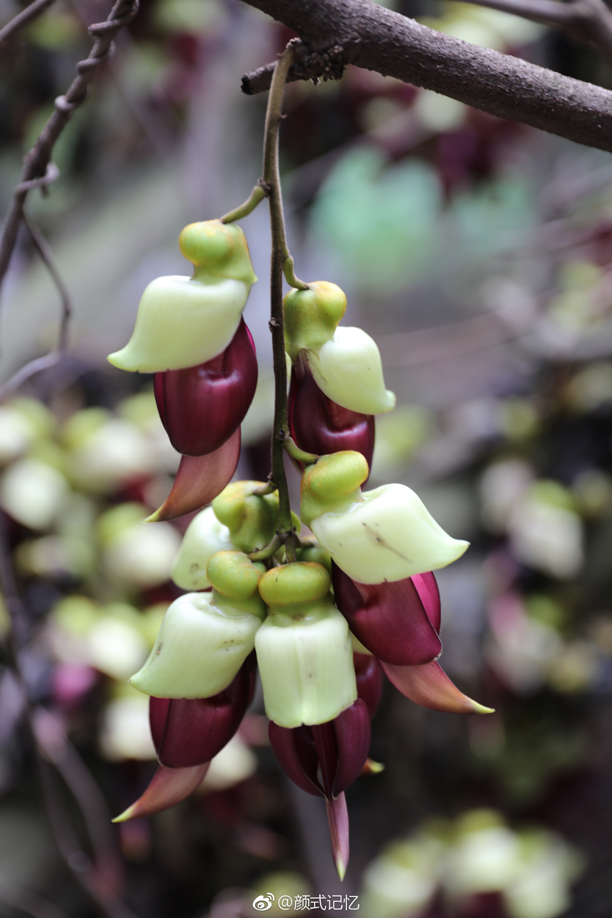 欢快,快乐,脱俗的爱一一禾雀花.
